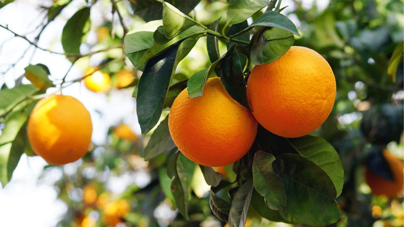عناصر غذایی مورد نیاز پرتقال